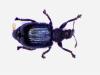 Chonostropheus tristis